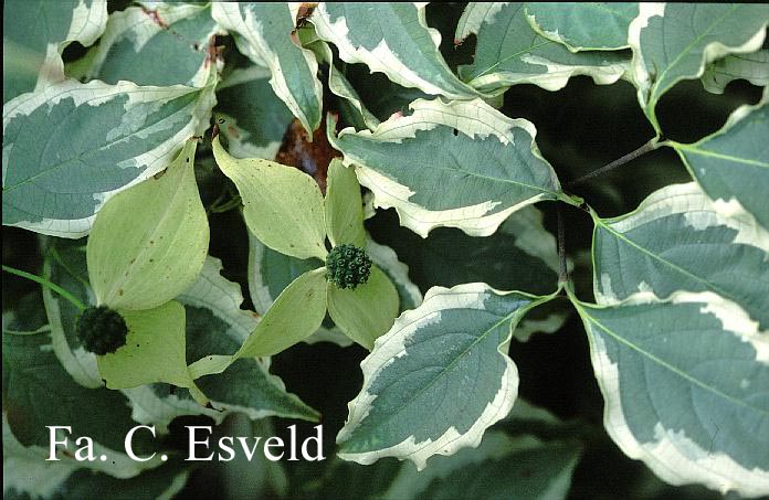 Cornus kousa 'Peve Limbo'