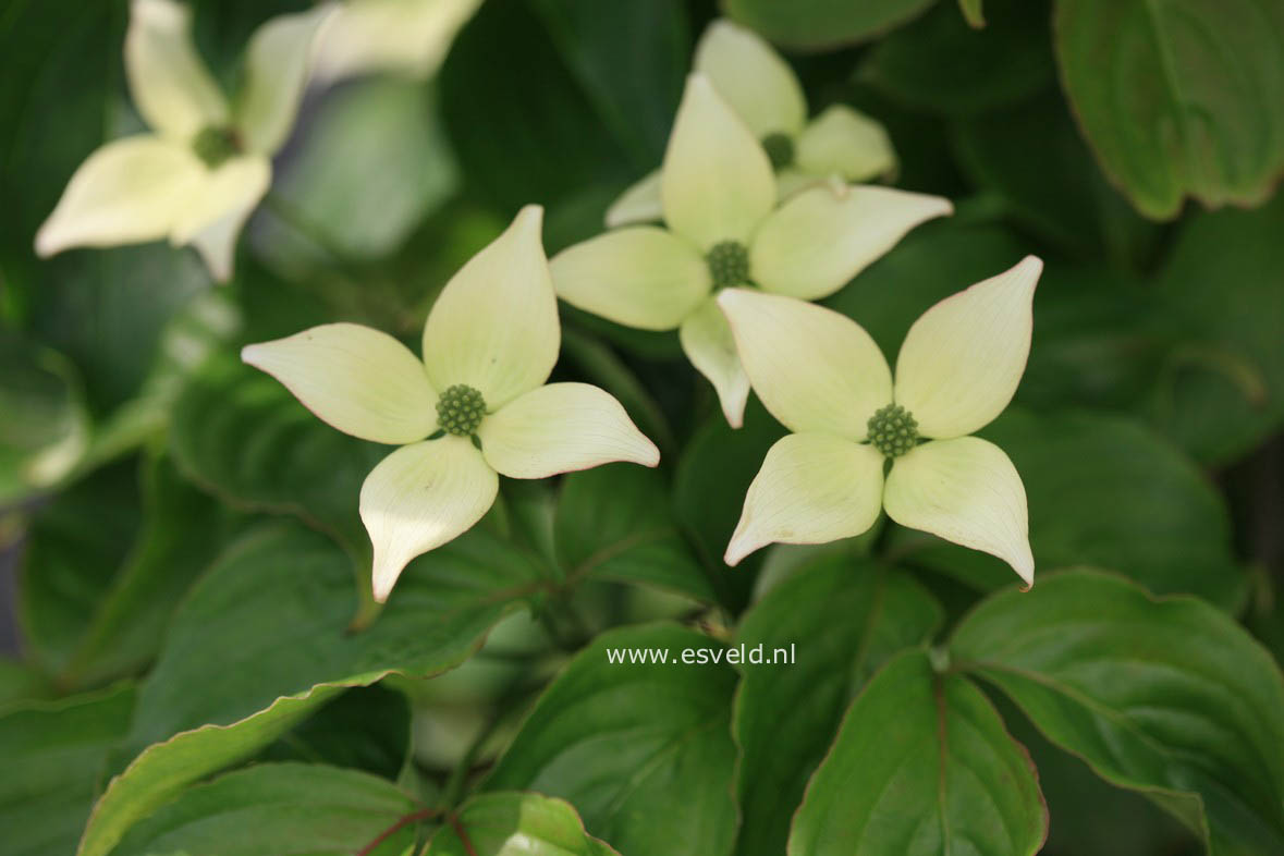 Cornus kousa 'Pollywood'