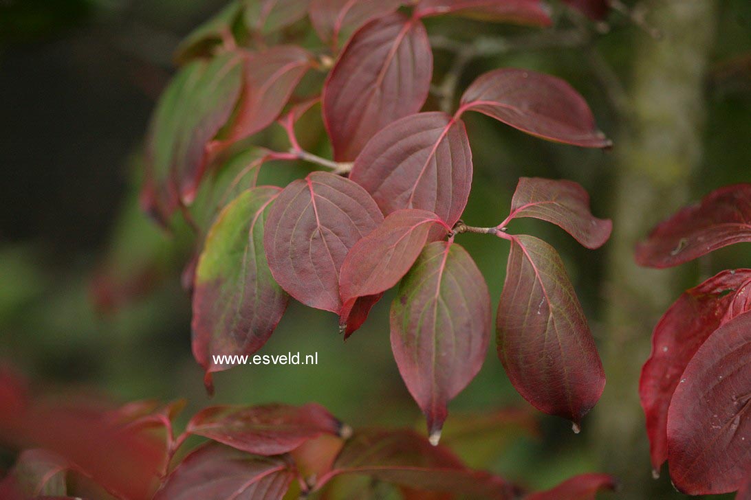 Cornus kousa 'Rasen'