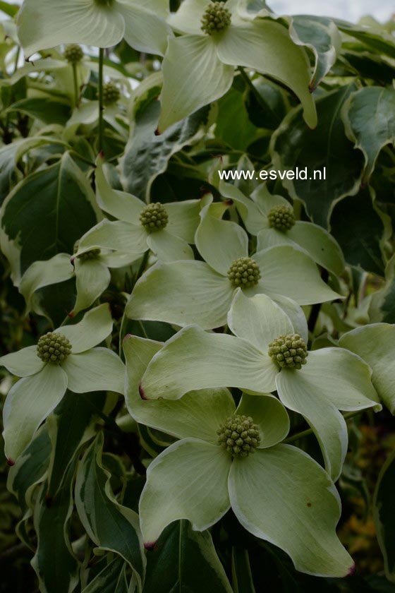 Cornus kousa 'Samzam' (SAMARITAN)