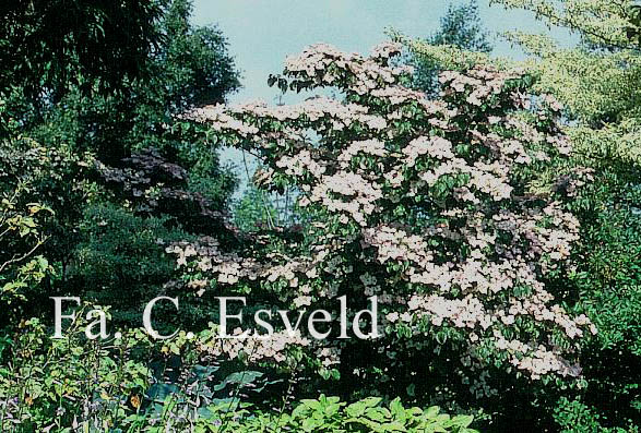 Cornus kousa 'Satomi'