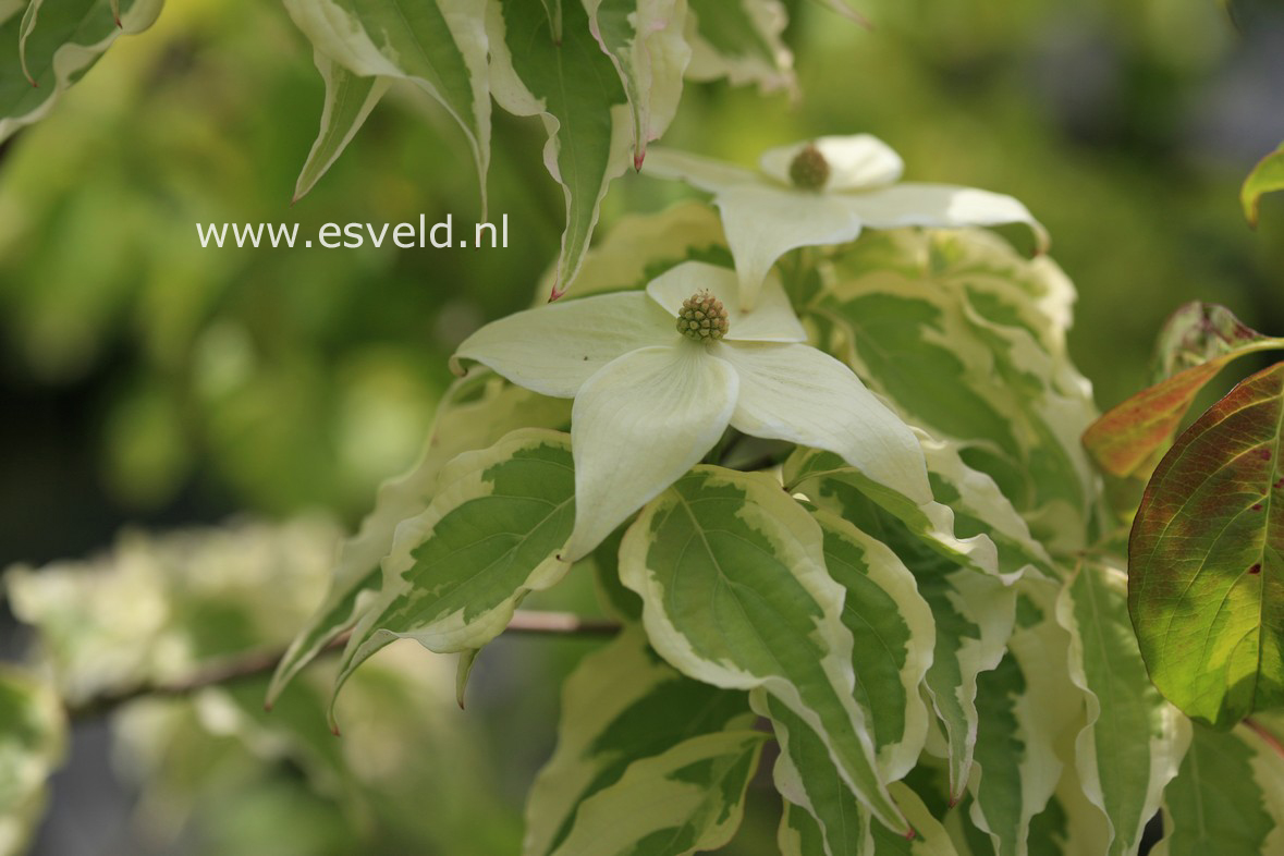 Cornus kousa 'Summer Games'