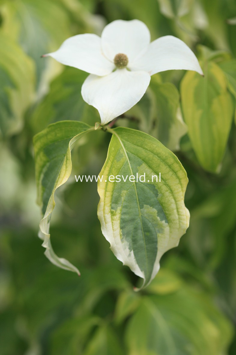 Cornus kousa 'Tri-Splendor'