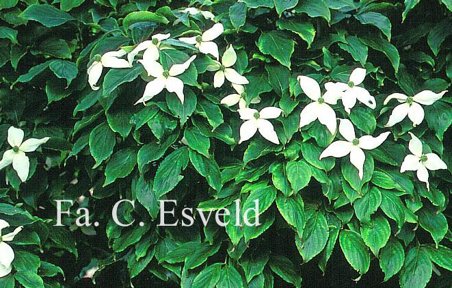 Cornus kousa 'Weaver's Weeping'