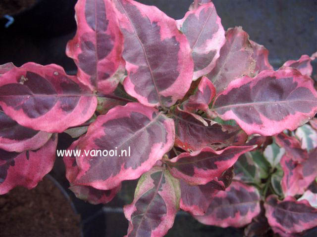 Cornus kousa 'Willy Boy'