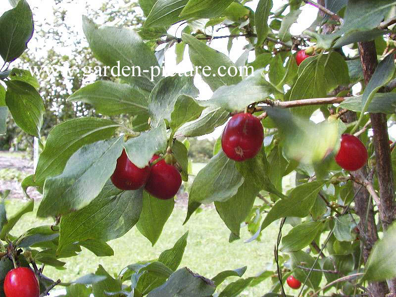 cornus mas kwekerij cornus mas kwekerij