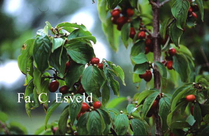 Cornus mas 'Golden Glory'
