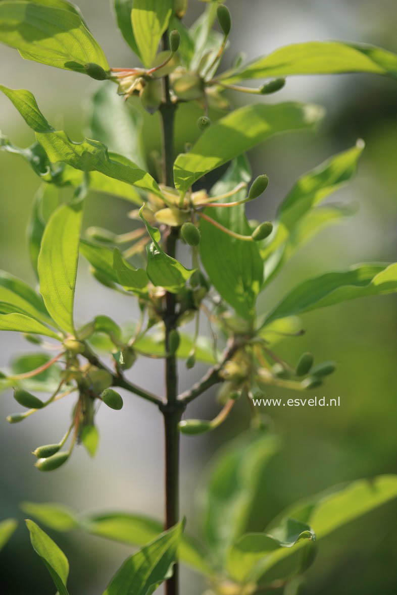 Cornus mas 'Jolico'