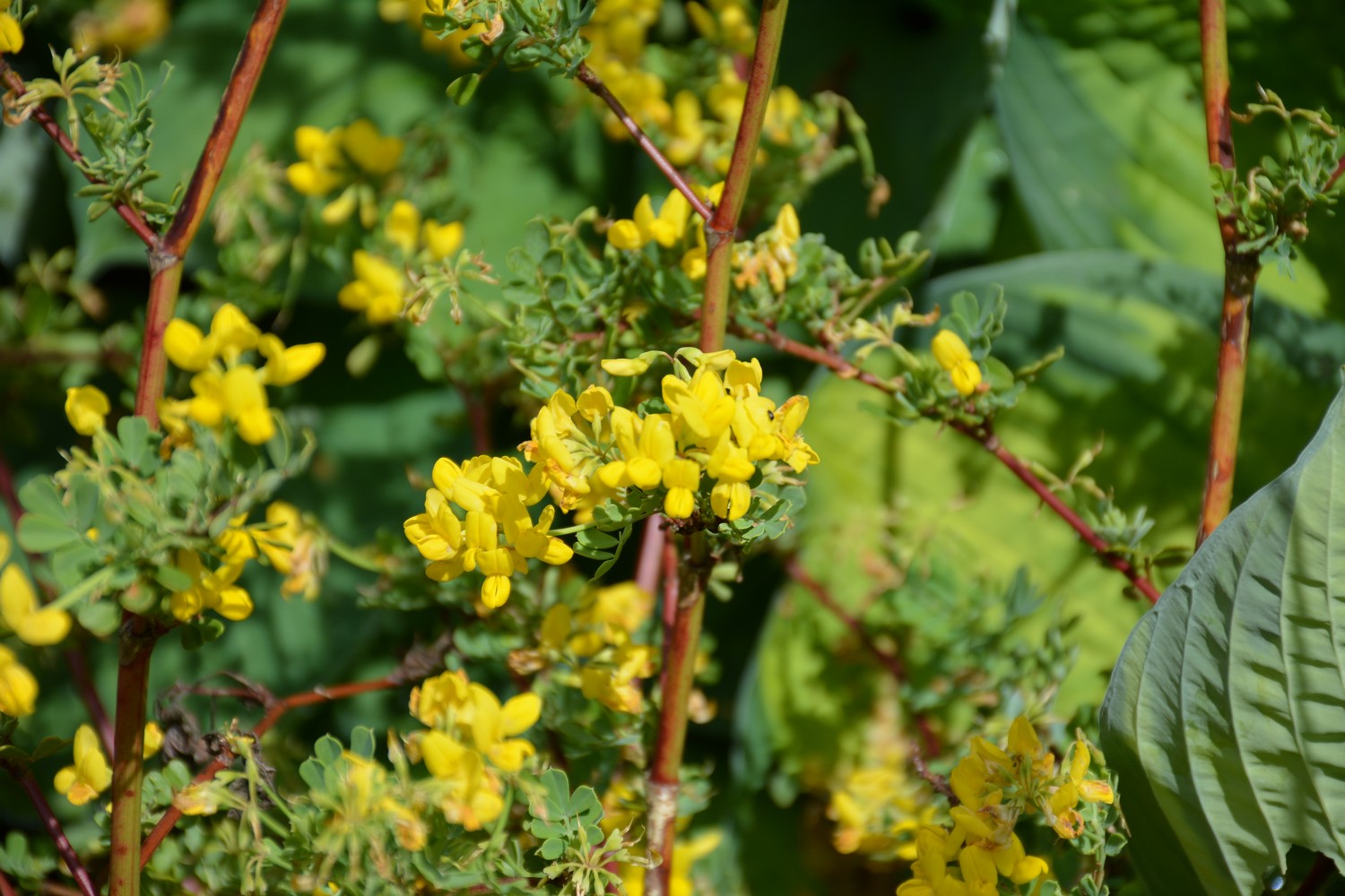 Coronilla valentina ssp. glauca