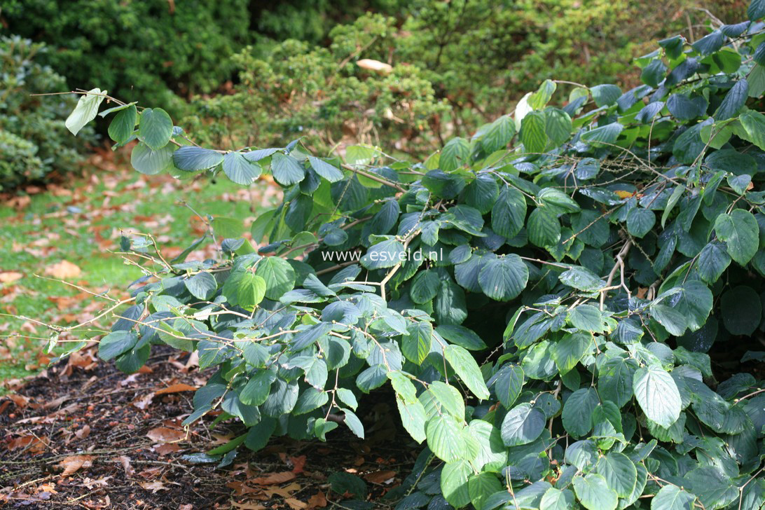 Corylopsis glabrescens var. gotoana