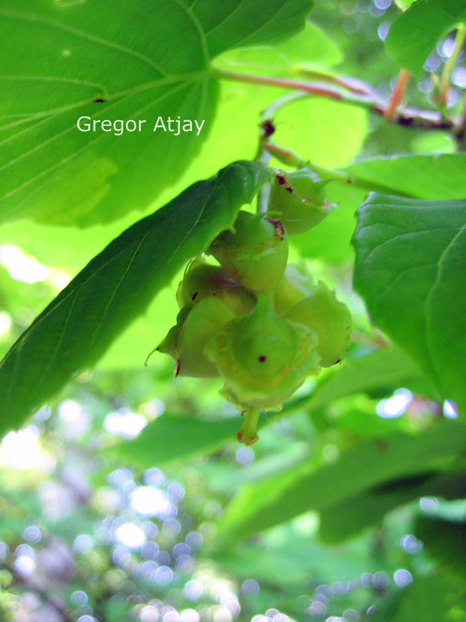 Corylopsis hypoglauca glaucescens