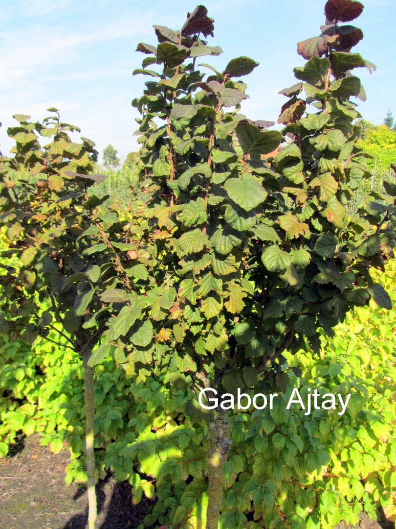 Corylus avellana 'Anny's Purple Dream'