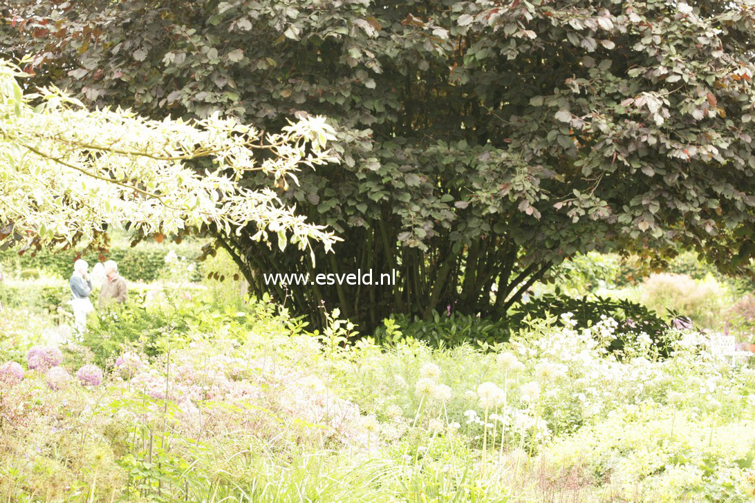 Corylus maxima 'Purpurea'