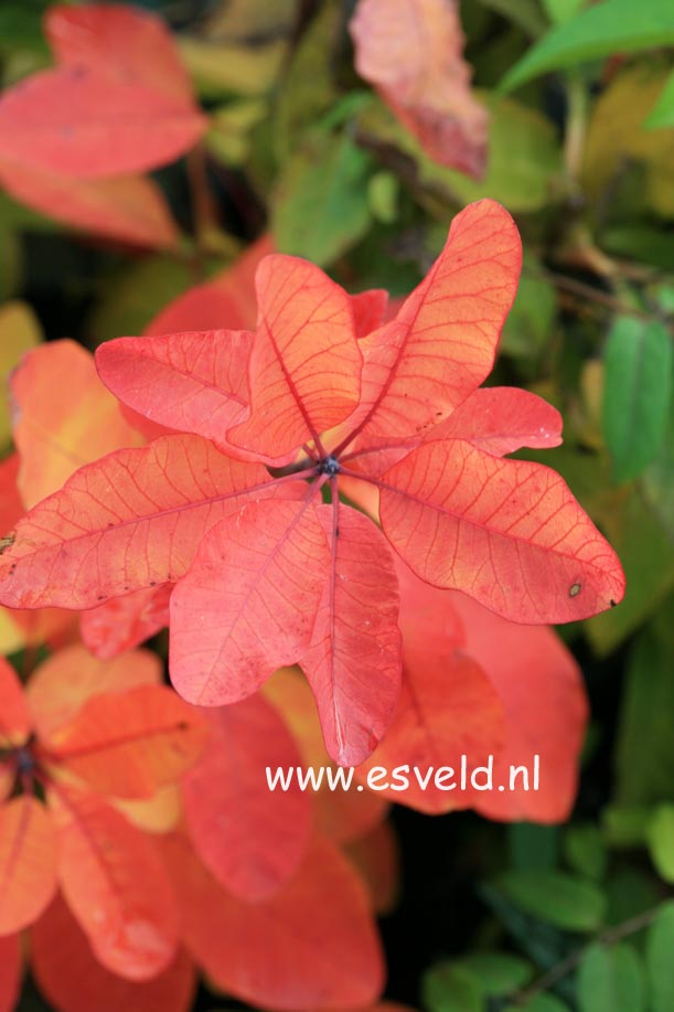 Cotinus 'Flame'