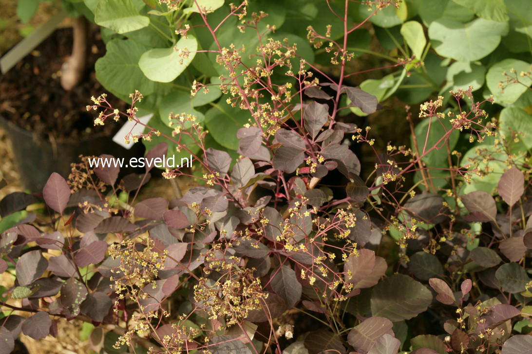 Cotinus coggygria 'Londus' (DUSKY MAIDEN)