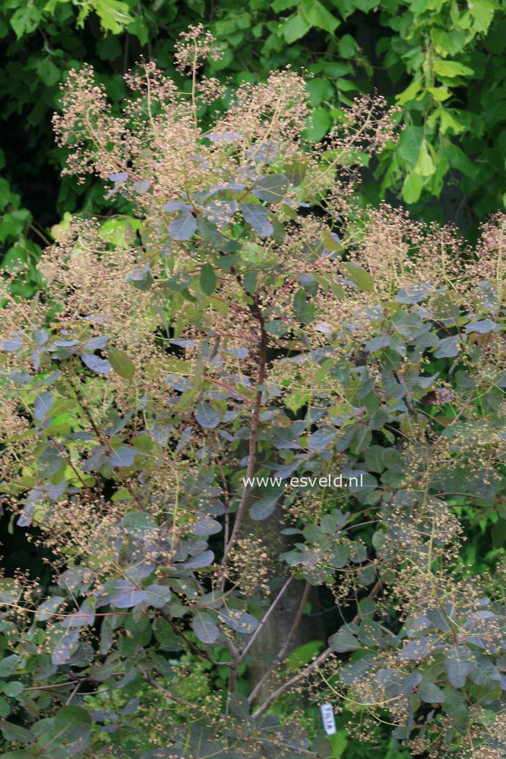 Cotinus coggygria 'Nordine'