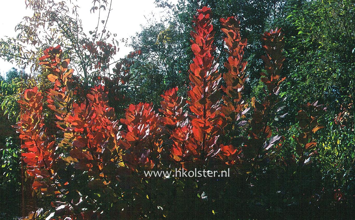 Cotinus coggygria 'Old Fashioned'