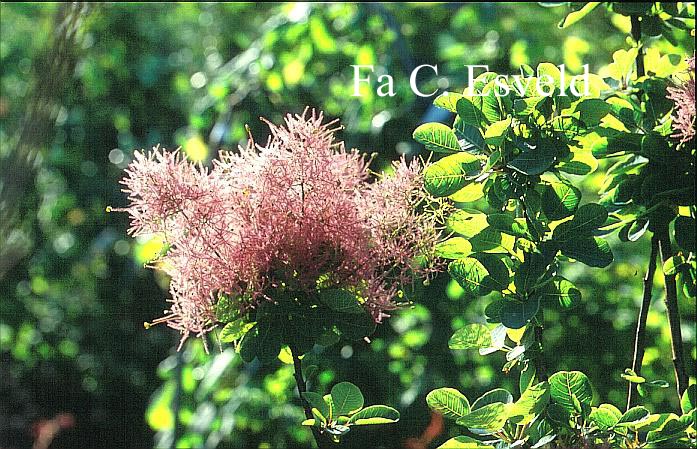 Cotinus coggygria 'Purpureus'