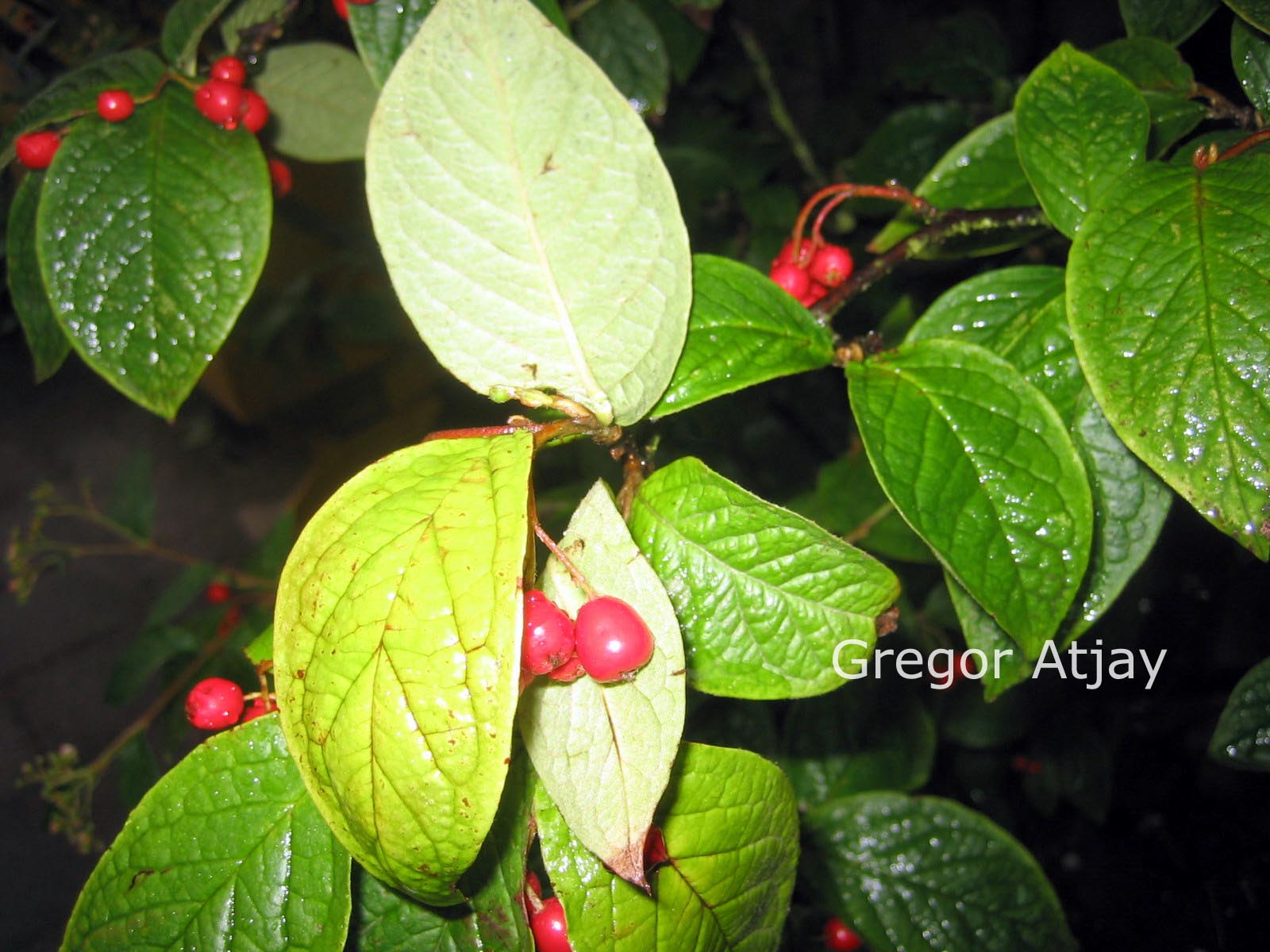 Cotoneaster simonsii