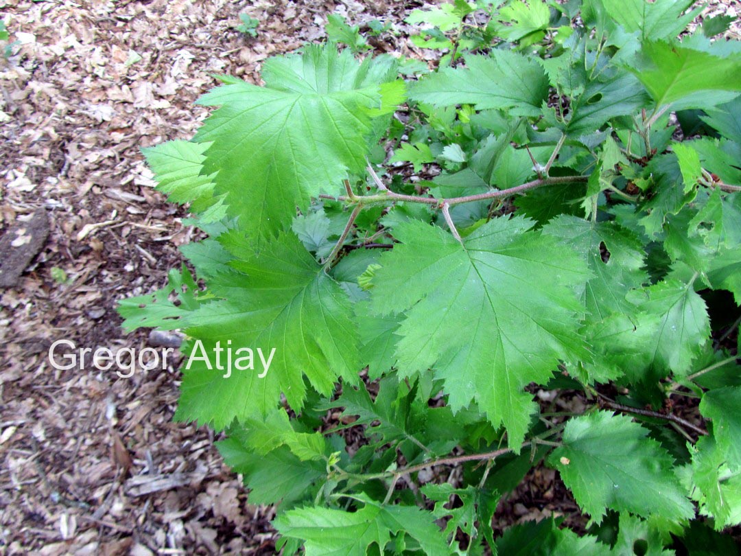 Crataegus coccinea
