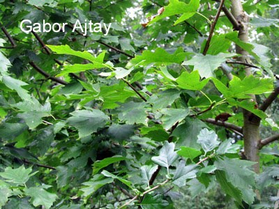 Crataegus laevigata