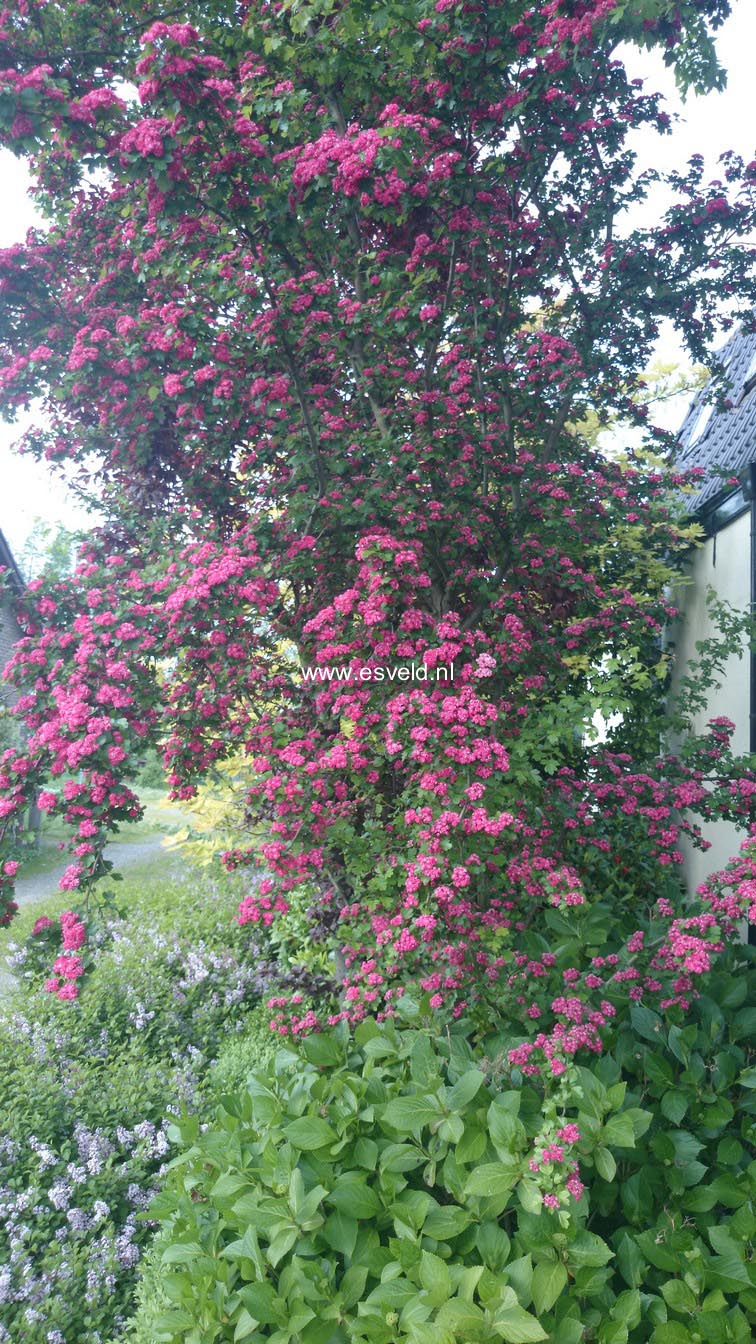 Crataegus media 'Paul's Scarlet'
