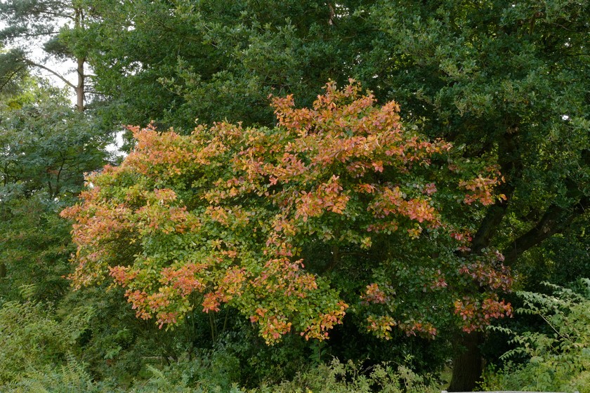 Crataegus persimilis 'Splendens'