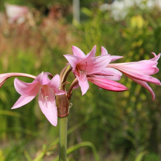 Crinum powellii