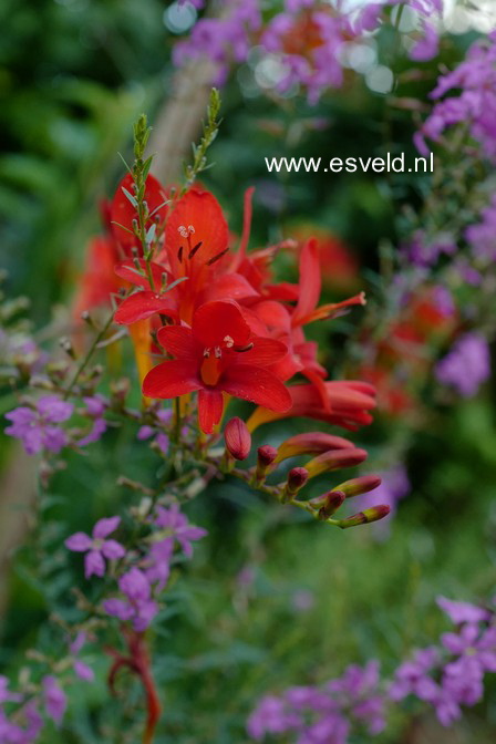 Crocosmia 'Carmine Brilliant'