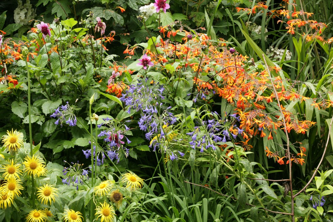 Crocosmia crocosmiiflora