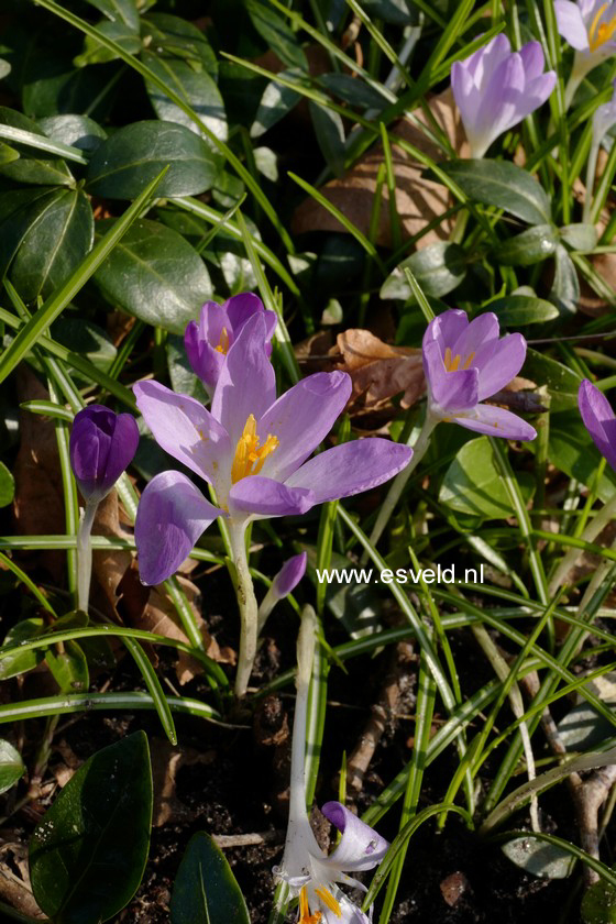 Crocus tommasinianus