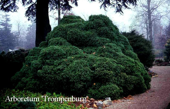 Cryptomeria japonica 'Globosa Nana'