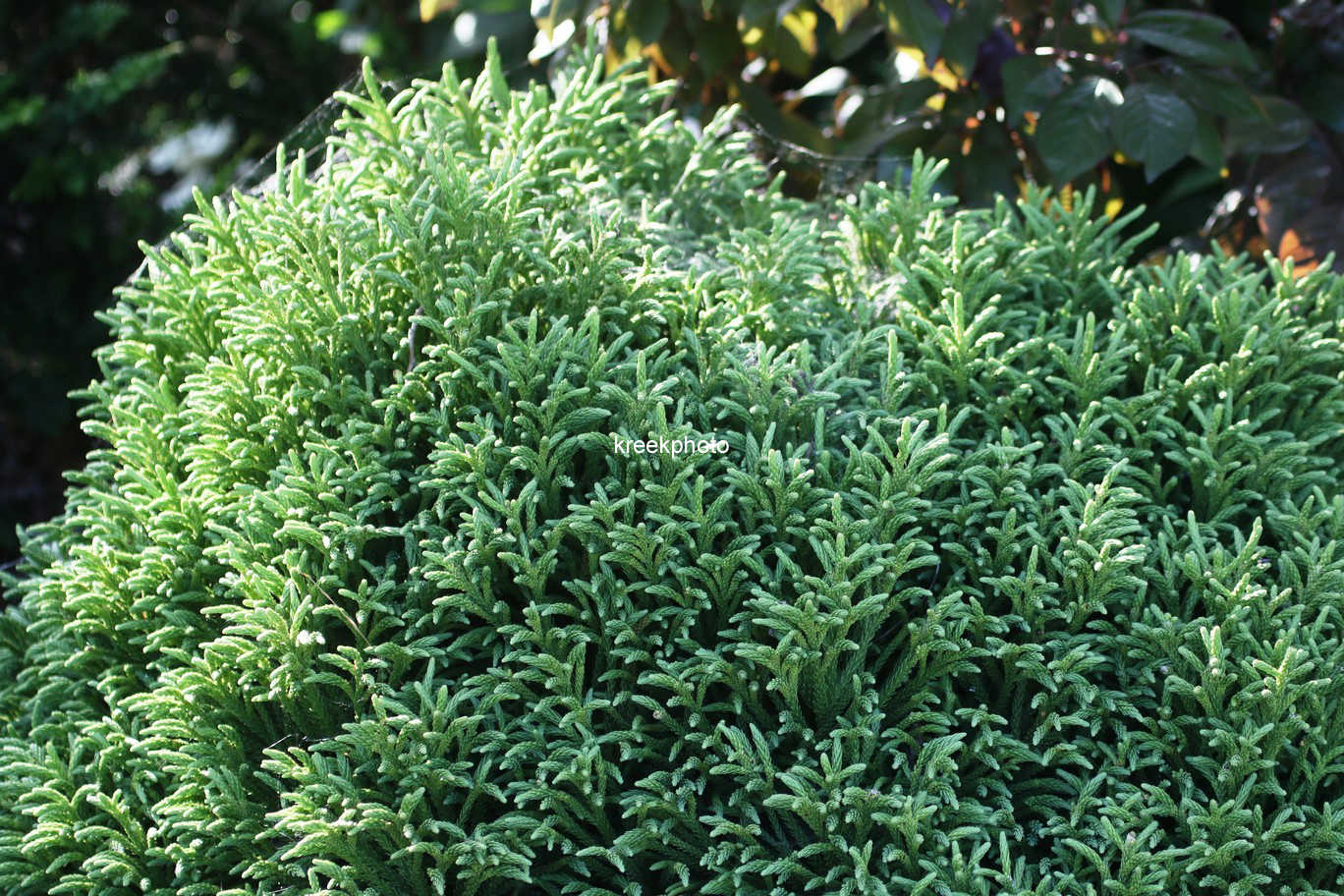 Cryptomeria japonica 'Little Champion'