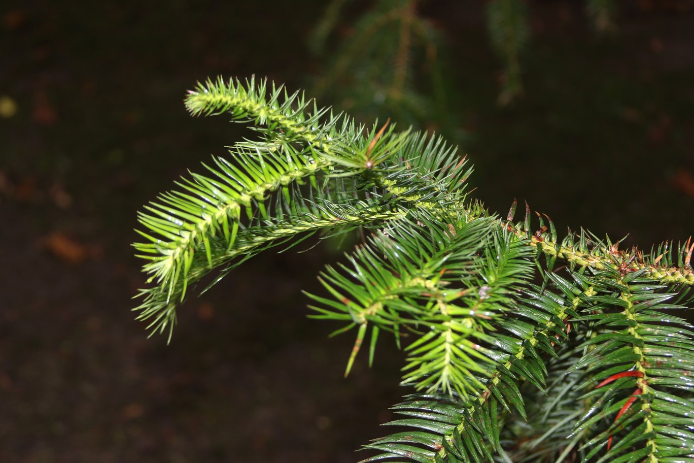 Cunninghamia konishii