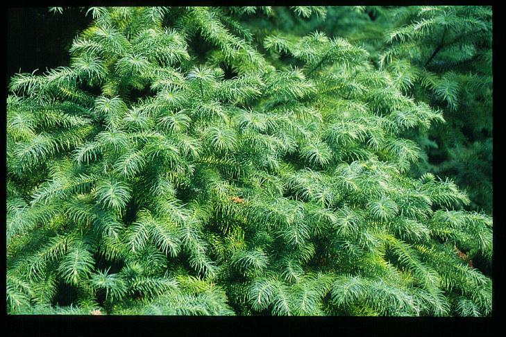 Cunninghamia lanceolata 'Glauca'
