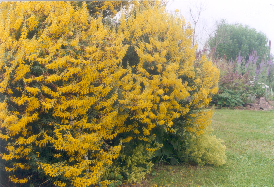 Cytisus nigricans