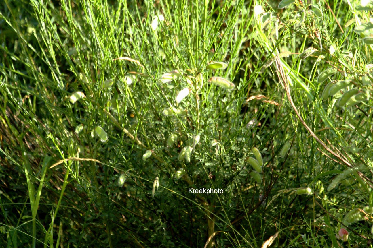 Cytisus sessilifolius