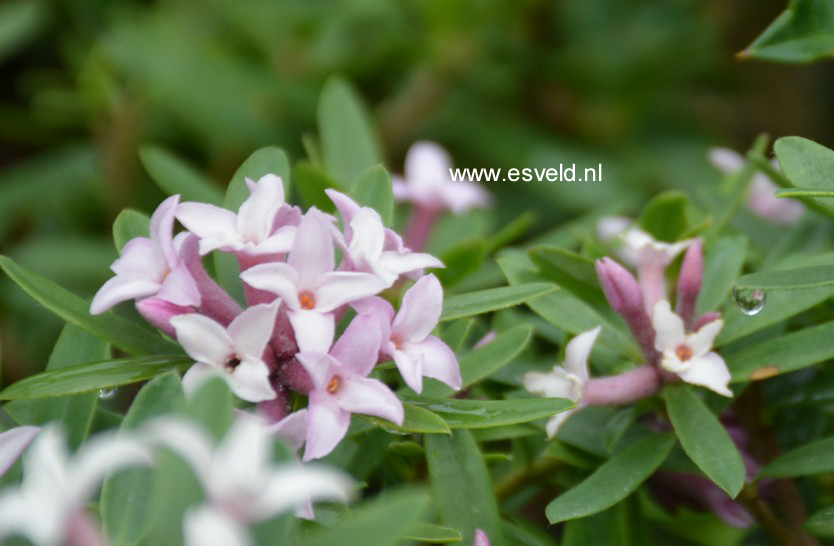 Daphne bholua 'Jacqueline Postell'