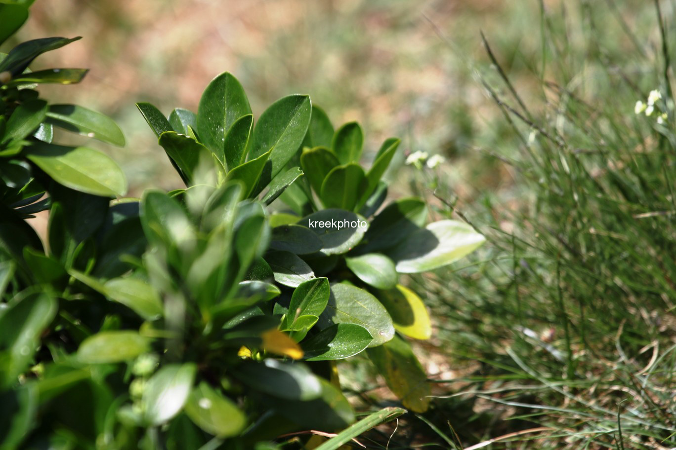 Daphne laureola philippii