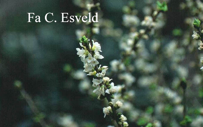 Daphne mezereum 'Alba'