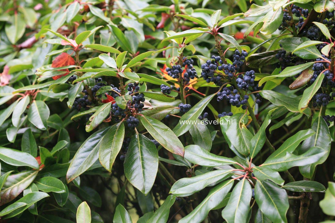 Daphniphyllum humile