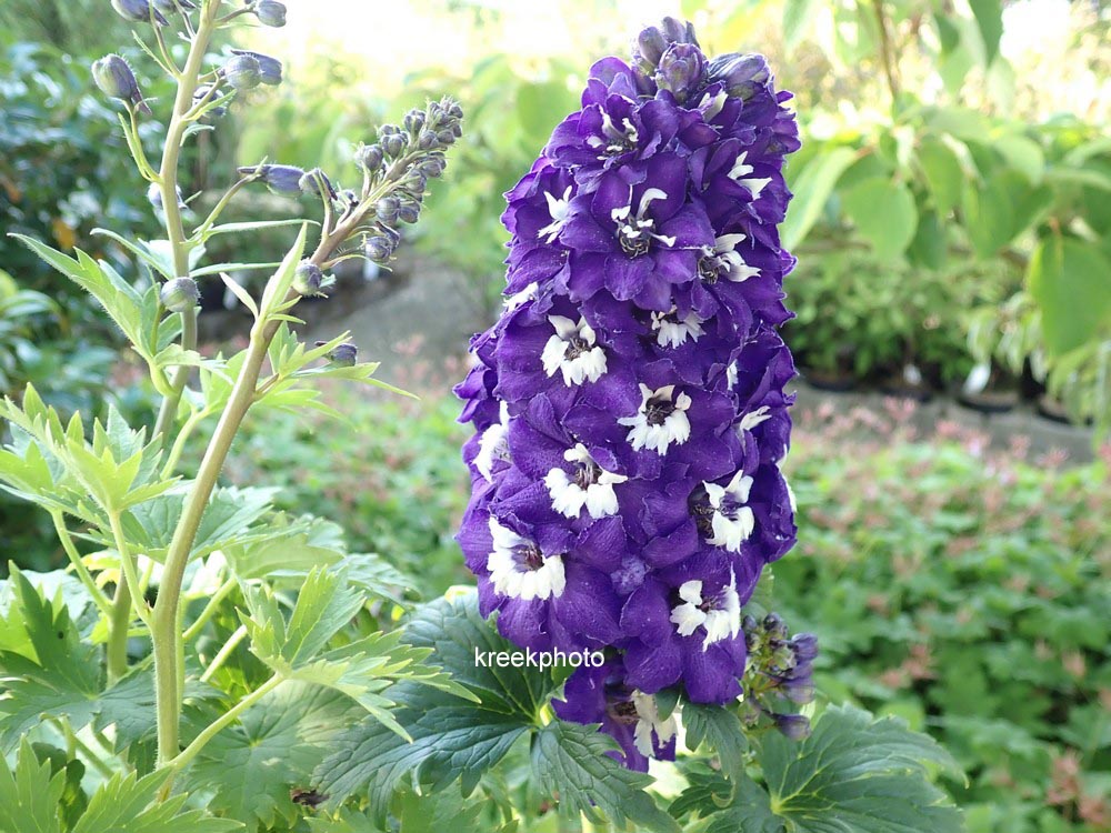 Delphinium 'Magic Fountains'