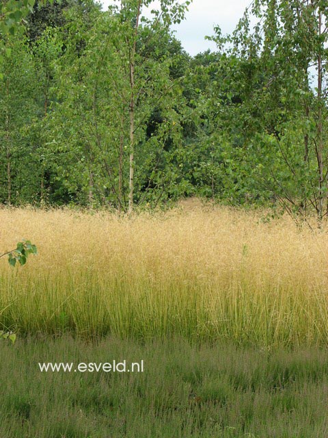 Deschampsia cespitosa 'Goldtau'