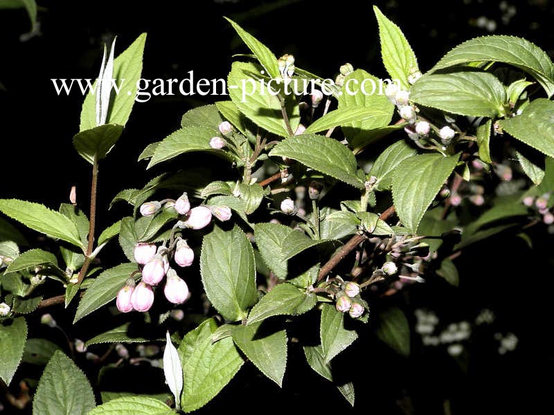 Deutzia hybrida 'Joconde'