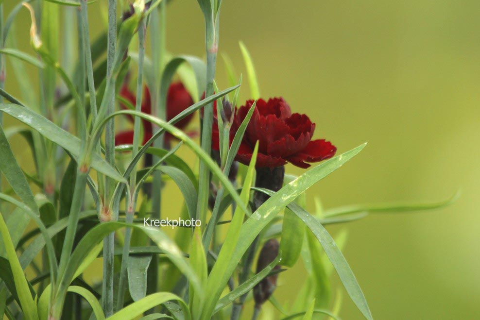 Dianthus (SUNFLOR)