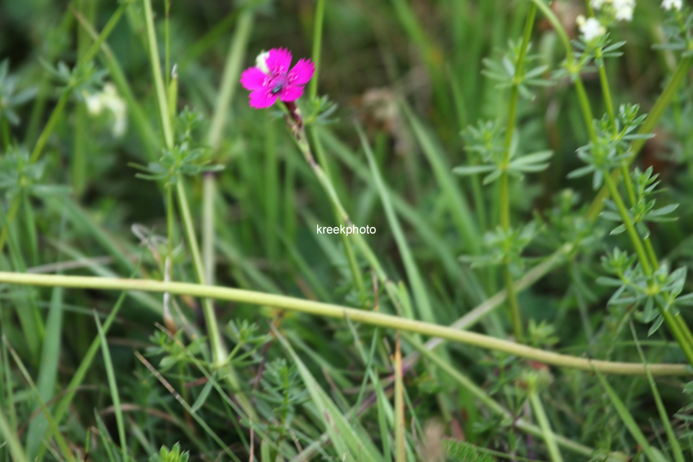 Dianthus deltoides