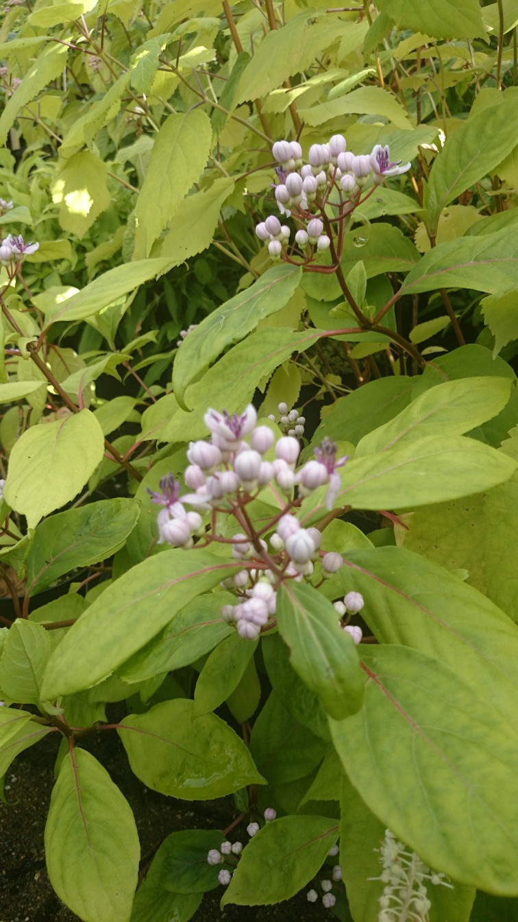 Dichroa versicolor