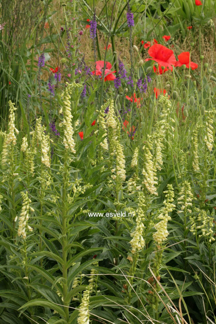 Digitalis ferruginea