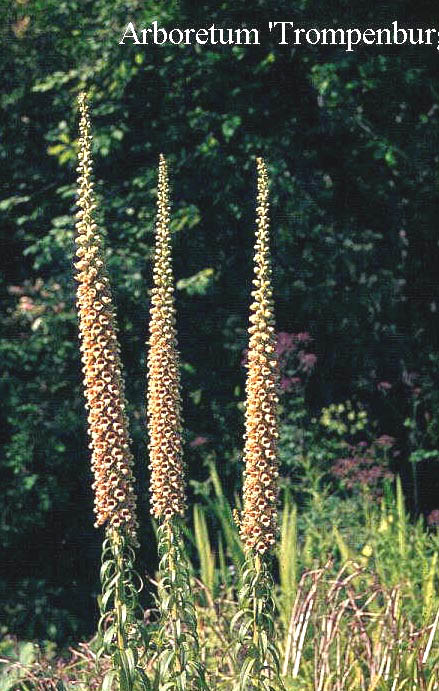 Digitalis laevigata