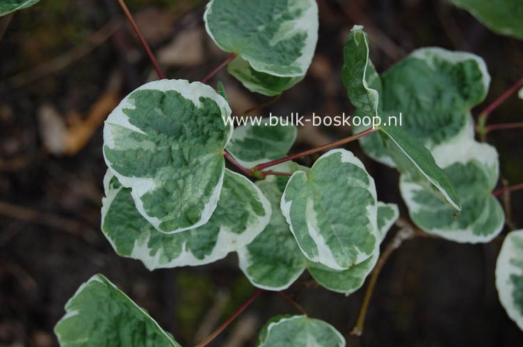 Disanthus cercidifolius 'Ena nishiki'